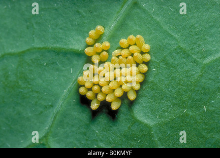 Großen Kohl weiß Schmetterling (Pieris Brassicae) close-up von Eiern auf Kohlblatt. Stockfoto