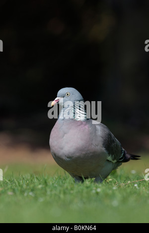 Ringeltaube Columba Palumbus stehen auf dem Rasen suchen alert Potton Bedfordshire Stockfoto