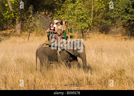 Touristen auf Elefanten in Bandhavgarh Tiger reserve Stockfoto