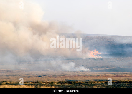 Brennende Heather auf North Yorshire Moors in der Nähe von Danby Beacon Stockfoto