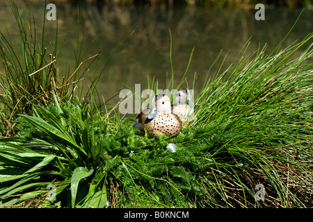 Ringed Teals (Callonetta leucophrys) Nisting, London Wetland Centre, Barnes, London, England, UK Stockfoto