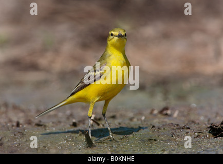 Schafstelze Motacilla Flava thront aussehende alert Ashwell Hertfordshire Stockfoto