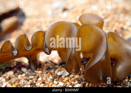 "Kelp" Algen angespült Kieselstrand in Dorset Stockfoto