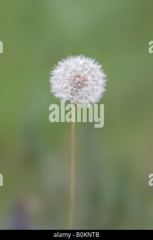 Taraxacum Officinale der gemeinsamen Löwenzahn Gamlingay Holz Cambridgeshire Stockfoto