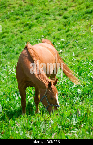 single red horse grazing on green meadow Stockfoto