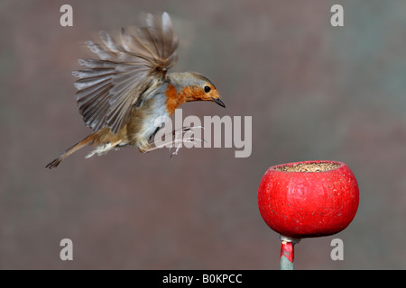 Robin Erithacus Rubecula im Flug Potton Bedfordshire Stockfoto