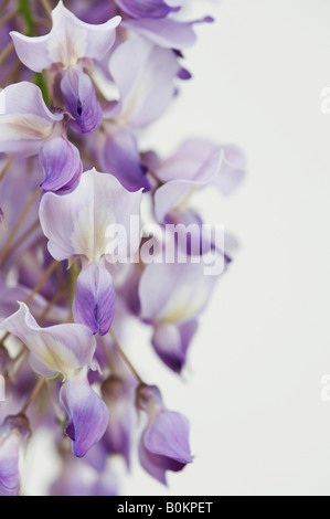 Wisteria Sinensis Blumen auf weißem Hintergrund Stockfoto