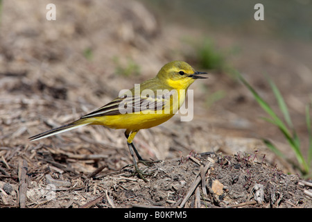 Schafstelze Motacilla Flava thront aussehende alert Ashwell Hertfordshire Stockfoto