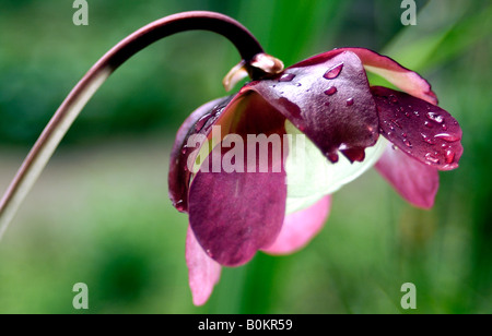 Sarracenia Purpurea, Blume, fleischfressende. Botanische, Krug, Pflanzen, Insectovorous, Blume, lila, grün, horizontal Stockfoto