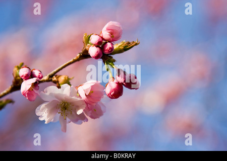 Nahaufnahme von rosa Kirschblüten Stockfoto