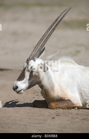 Arabische Oryx-Antilope - Oryx leucoryx Stockfoto