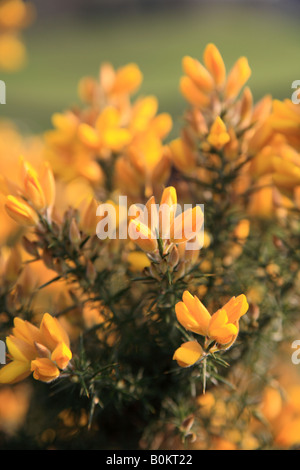 Ginster Busch Blumen, "Ulex Europaeus" Stockfoto