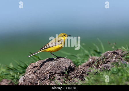 Schafstelze Motacilla Flava am Boden Büschel suchen alert Ashwell Hertfordshire Stockfoto