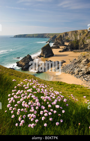 Sparsamkeit wächst auf die rührende mit Blick auf Bedruthan Schritte North Cornwall England Stockfoto