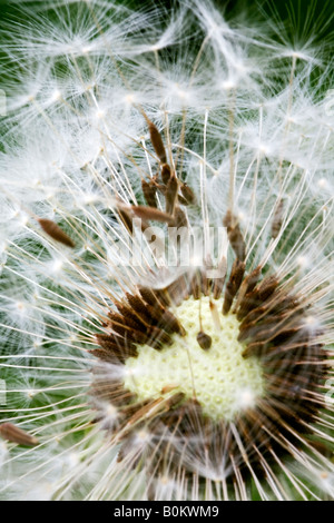 Samen, so dass die Seedhead des Löwenzahns Stockfoto