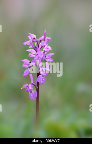Frühe lila Orchidee Orchis Mascula Blütenstand Gamlingay Holz Cambridgeshire Stockfoto