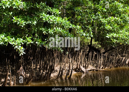 Mangrovewurzeln in Untiefen des Mossman River Daintree Australien Stockfoto