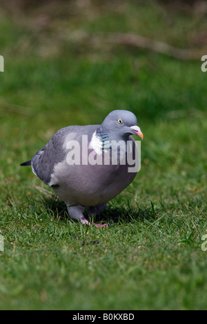 Ringeltaube Columba Palumbus auf Rasen suchen alert Potton Bedfordshire Stockfoto