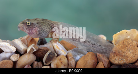 Gemeinsamen Frosch Rana Temporaria Kaulquappe Stockfoto