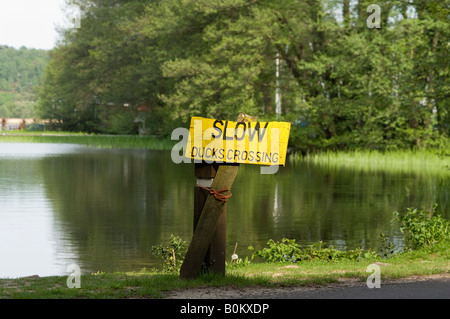 Enten, die Kreuzung Zeichen Frensham großen Teich Surrey UK Stockfoto