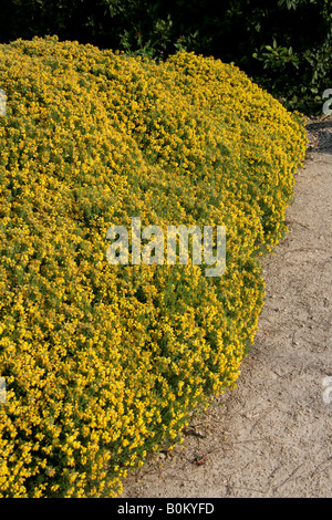 Spanische Ginster Genista hispanica Stockfoto