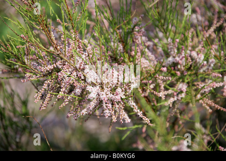 Tamariske, Tamarix Gallica, Tamaricaceae Stockfoto