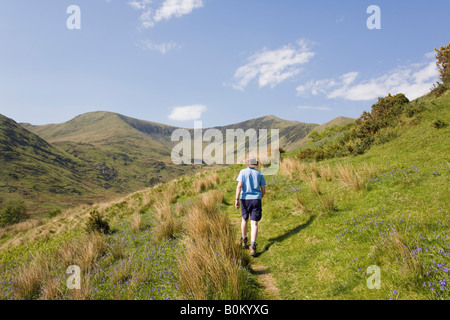 Ansicht von hinten von einer Person zu Fuß allein auf dem Land weg durch Feder bluebells blühen im Cwm Pennant im Nationalpark Snowdonia Wales UK Großbritannien Stockfoto