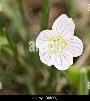 Sauerklee Oxalis Acetosella Oxalidaceae Stockfoto