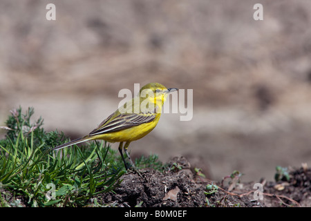 Schafstelze Motacilla Flava thront aussehende alert Ashwell Hertfordshire Stockfoto