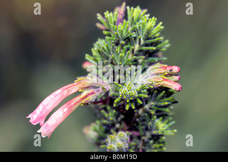 Erica versicolor-Form-kein gemeinsamer Name-Familie Ericaceae Stockfoto