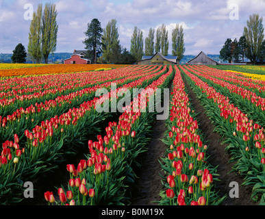 Reihen von Tulpen im Skagit County, Washington Stockfoto