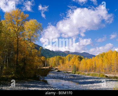 Okanogan County WA Gold blätterte Pappeln und Espen entlang des Flusses Methow im Methow Valley in der Nähe von der Stadt Winthrop Stockfoto