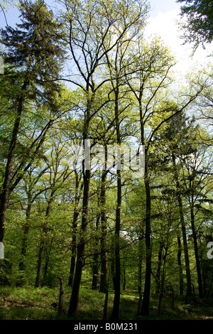 Hohe Bäume mit üppig grünem Laub in einem dichten Wald, Sonnenlicht, das durch die Baumkronen filtert, schaffen eine ruhige und friedliche Atmosphäre. Stockfoto
