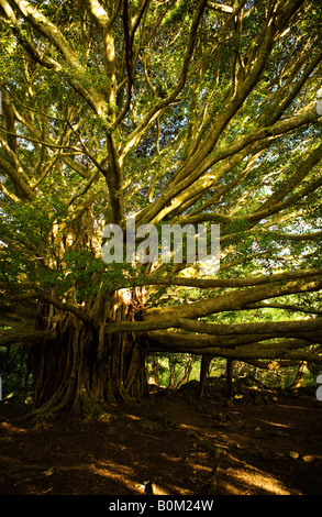 Große Verbreitung grünen blätterte Banyanbaum entlang ein Wanderweg auf der Insel Maui, Hawaii, USA. Stockfoto