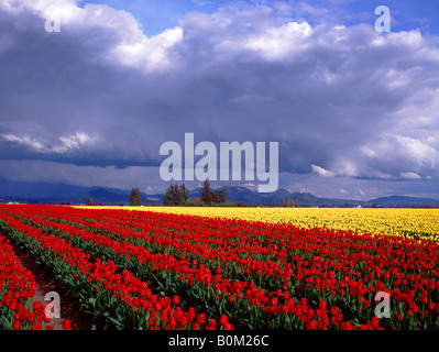 Reihen von roten und gelben Tulpen unter stürmischen Himmel Stockfoto