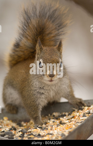 Ein Amerikanisches Rotes Eichhörnchen überfällt ein Vogelhaus für Samen im Winter. Stockfoto