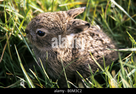 Berg Hase Leveret. Stockfoto