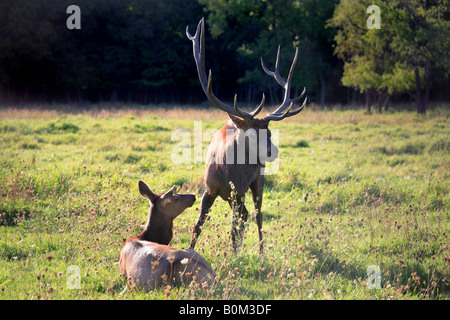 NORTH AMERICAN ELK CERVUS ELAPHUS ALIAS WAPITI IN ELK GROVE VILLAGE ILLINOIS, USA Stockfoto