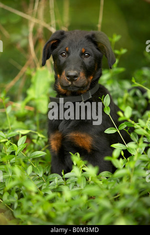 Porträt eines Beauceron Welpen Stockfoto