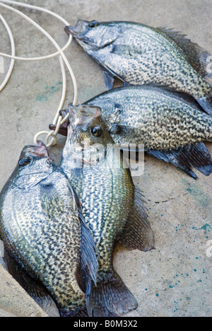 Sitzen auf einer Wange Stockfoto