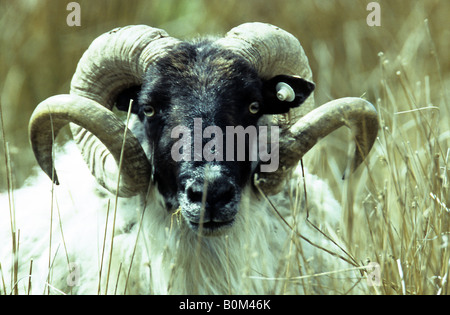 Gehörnte Berg Ram Stockfoto