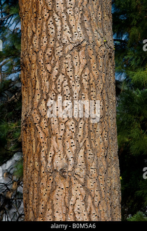 Eichel Löcher in Kieferrinde von Specht Yosemite National Park in Kalifornien gemacht Stockfoto