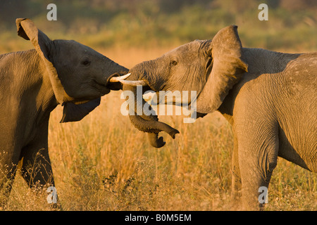 Junge afrikanische Elefanten spielen Trunks gewickelt Stoßzähne berühren schütteln Köpfe in der Savanne bei Sonnenuntergang closeup Stopp - Aktion Landschaft Angola Grenze Botswana Stockfoto