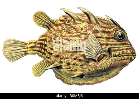 Ostraciontes Ostraciidae Knochenfische Name Ostracion Auritus, Jugendstil, 20. Jahrhundert, Europa Stockfoto