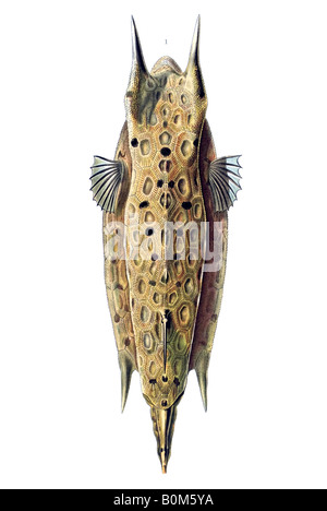 Ostraciontes Ostraciidae Knochenfische Name Ostracion Cornatus, Jugendstil, 20. Jahrhundert, Europa Stockfoto