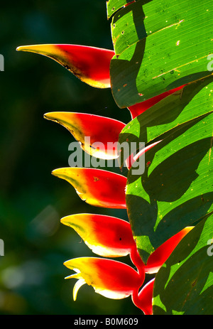 COSTA RICA Helikonien Rostrata Blume und Blätter Hintergrundbeleuchtung im frühen Morgenlicht Dschungel. Stockfoto