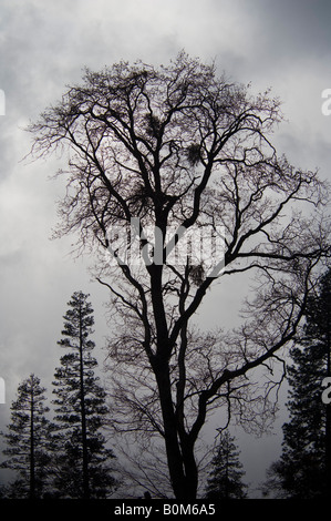 Eiche und Gewitterwolken im Yosemite Valley Yosemite Nationalpark, Kalifornien Stockfoto