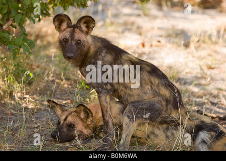 2 Afrikanische Wildhunde close-up, eine seltene Sichtung einer gefährdeten Art, zusammen spielen im linyanti Gebiet von Botswana. Stockfoto