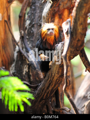 Golden Lion Tamarin geleitet, im Londoner Zoo (nur zur redaktionellen Verwendung) Stockfoto