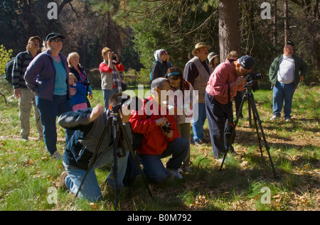 Touristen genießen Sie eine freie Fotografie Lektion über das Valley Foto-Spaziergang-Yosemite-Nationalpark in Kalifornien Stockfoto